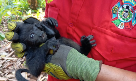 Mueren 138 monos saraguatos en Tabasco y Chiapas por calor; especie en peligro de extinción