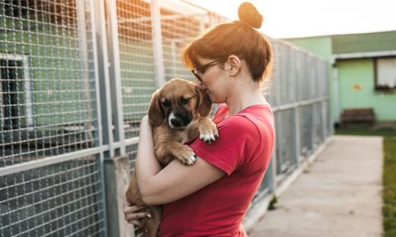 Invitan a ramosarizpenses a adoptar mascotas