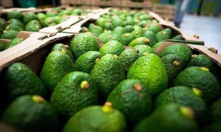 Michoacán se prepara para la reactivación de la certificación para exportar aguacate a EU