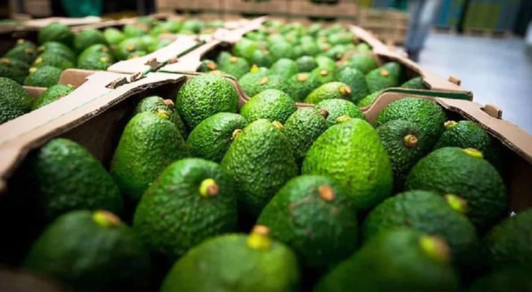 Michoacán se prepara para la reactivación de la certificación para exportar aguacate a EU
