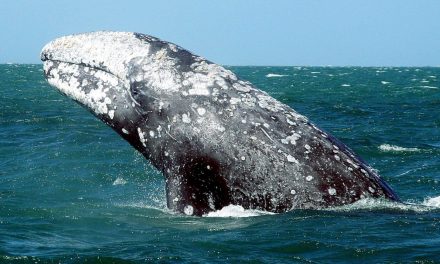 Encogimiento de ballenas grises por impacto del cambio climático preocupa a científicos