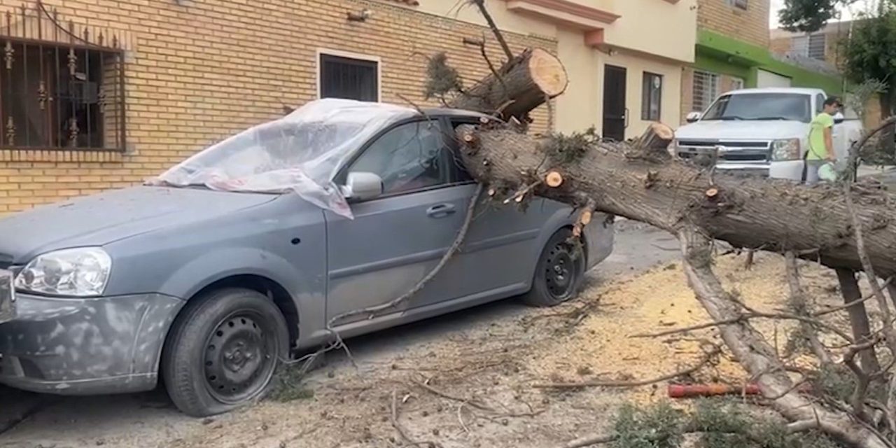 Caen árboles por rachas de viento en Saltillo