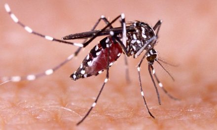 Coahuila en alerta por dengue tras lluvias de tormenta tropical