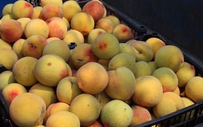 Sequía afecta a 60% de los productores de durazno en el país