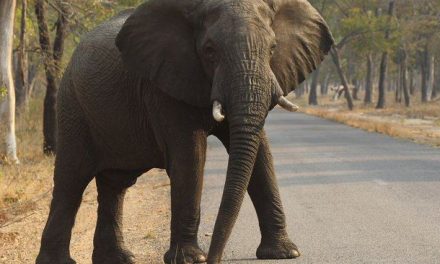 Turista norteamericana muere en Zambia al ser atacada por un elefante