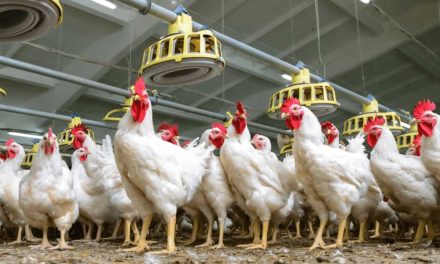 Altas temperaturas causan muerte de 2 mil gallinas en Yucatán