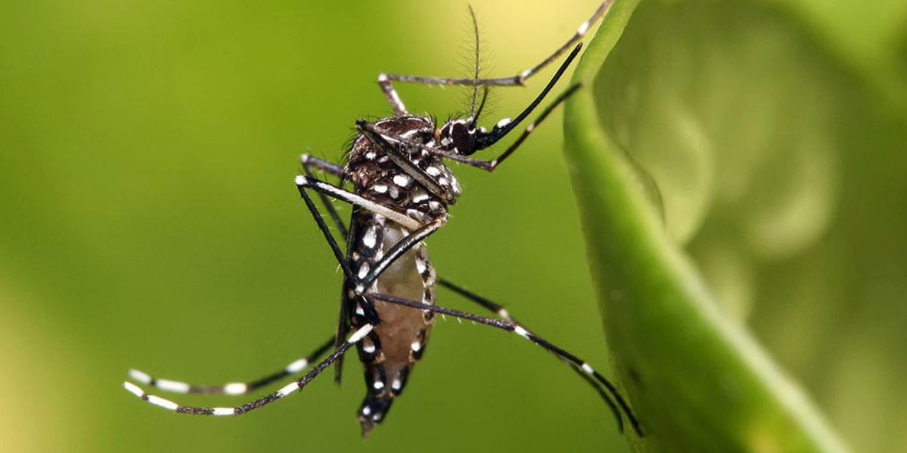 Coahuila, en alerta por posibles casos de dengue tras las lluvias
