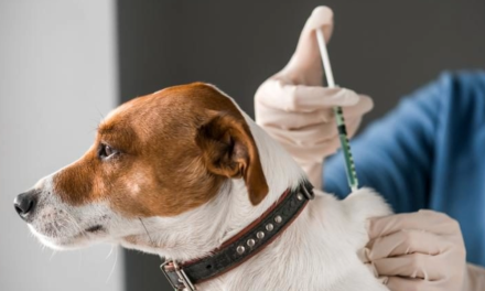 Anuncian brigada de salud para mascotas en Ciudad Acuña