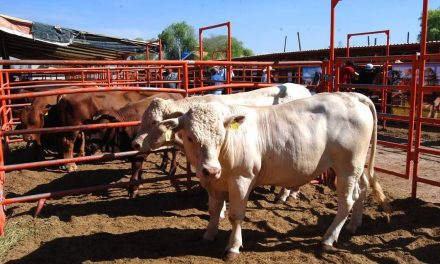 Avanza Coahuila en producción y la exportación ganadera