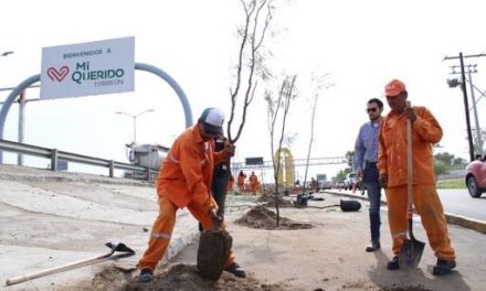 Reforestan el periférico de Torreón con más de 550 árboles