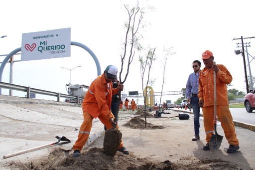 Reforestan el periférico de Torreón con más de 550 árboles