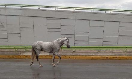 Saltillo ‘viaja en el tiempo’ este miércoles… caballos trotan por algunas vialidades