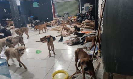 Video: Lomitos de Quintana Roo no sufrieron por Beryl; habilitaron refugio exclusivo para animales