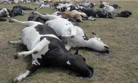 Mueren más de 200 vacas por alimento contaminado en Veracruz