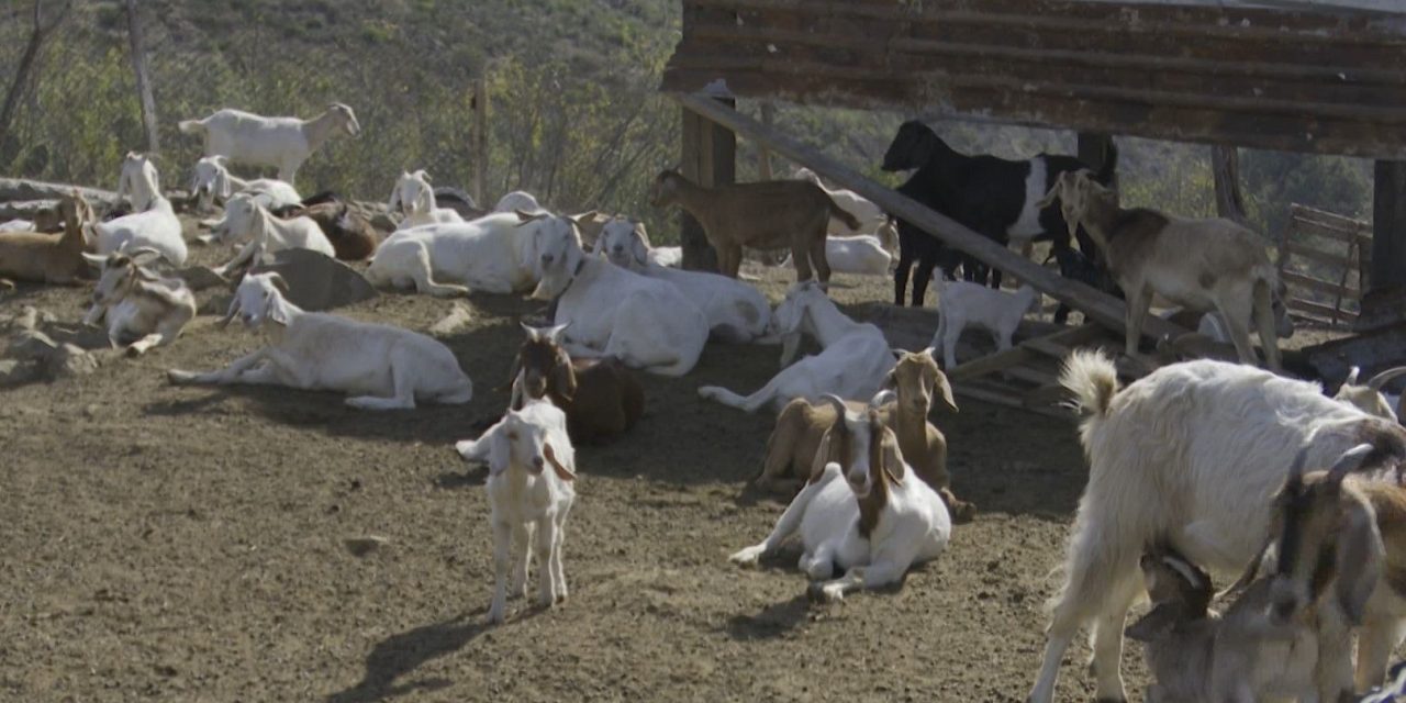 Presencia de lluvia es un respiro para el campo de Coahuila