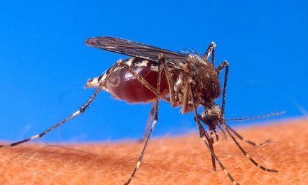 Se triplican los casos de dengue en Coahuila