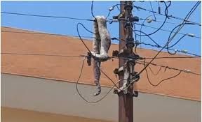 Varias colonias se quedan sin luz en Mérida… una boa fue la culpable al electrocutarse con poste de la CFE