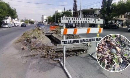 Dejan obra inconclusa en Monterrey de Agua y Drenaje… ¡ya crecieron sandías y tomates!