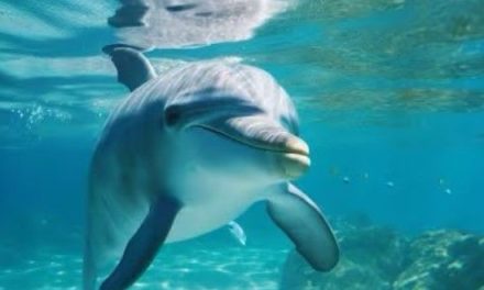 Delfines aumentan los ataques a personas en las playas de Japón
