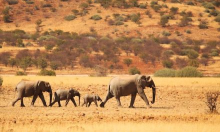 Namibia sacrifica 723 animales salvajes para combatir hambruna en medio de una sequía histórica