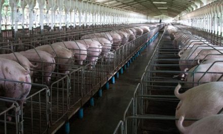 Ambientalistas exigen apoyo para frenar megagranjas porcícolas en comunidades mayas