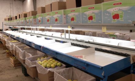 Por granizada atípica en huertos escaseará la manzana esta temporada