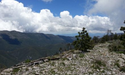 Anuncian campaña de reforestación para Saltillo y Arteaga