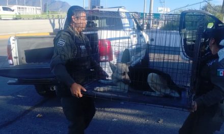 Rescatan a un perro en un puente de Saltillo que estuvo a punto de ser atropellado