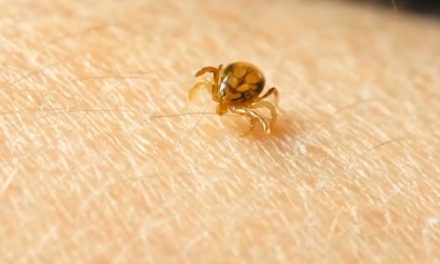 15 casos de rickettsia se registran en Coahuila en 2024