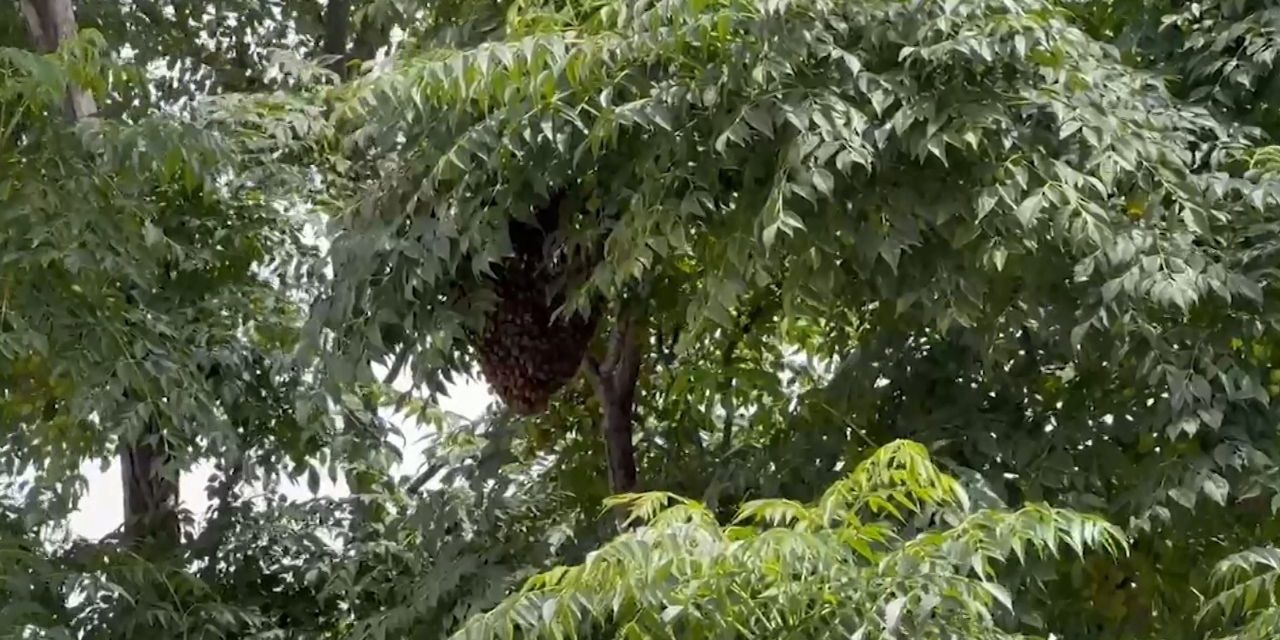 Enjambre de abejas sorprende a alumnos de primaria en Saltillo