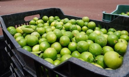 Limoneros en Michoacán suspenden labores como protesta por el asesinato de un empresario