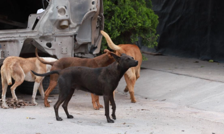 Cabildo de Saltillo analiza propuestas para atender abandono de mascotas