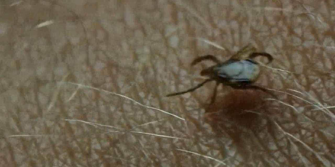 Sin casos de rickettsia en Ramos Arizpe