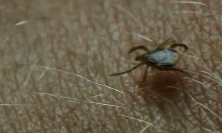 Sin casos de rickettsia en Ramos Arizpe