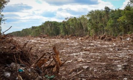 219 hectáreas de la selva son taladas para extracción de materiales del Tren Maya