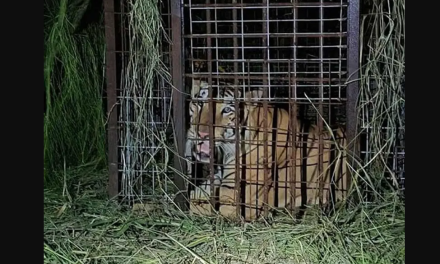 Recuperan tigre siberiano en Reynosa tras escaparse del zoológico
