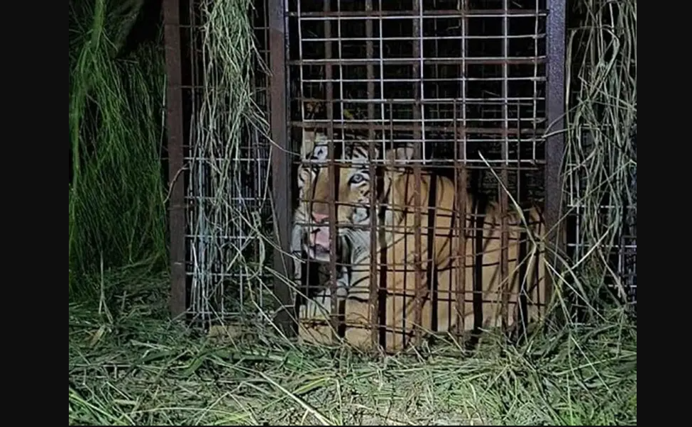 Recuperan tigre siberiano en Reynosa tras escaparse del zoológico
