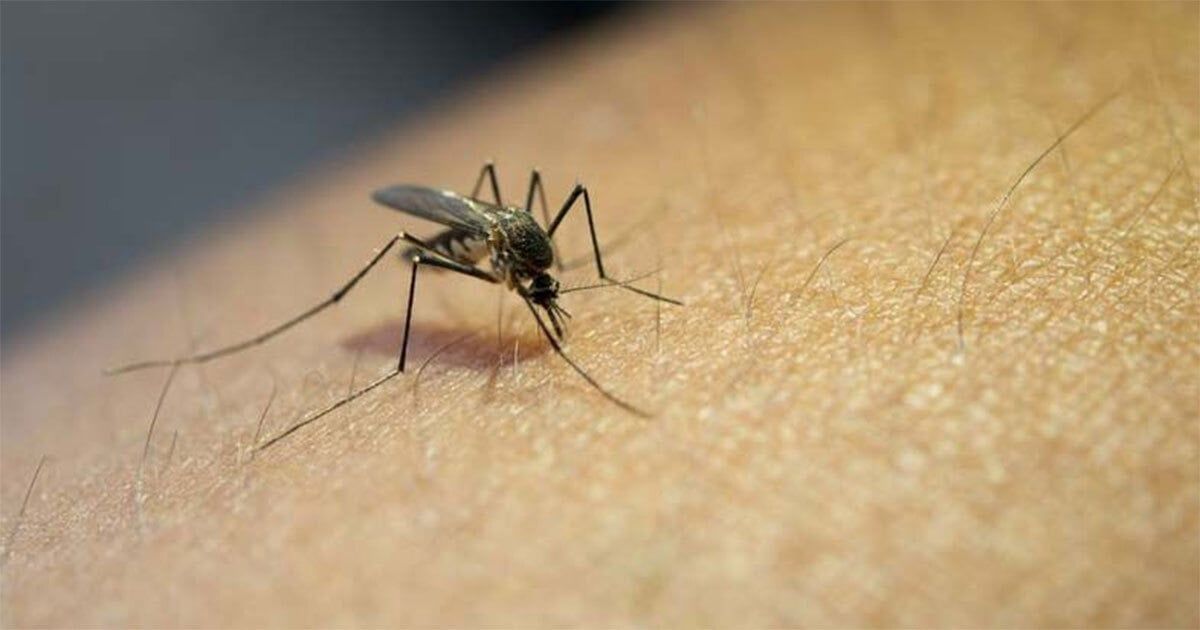 Casos de dengue en Monclova se mantienen al alza