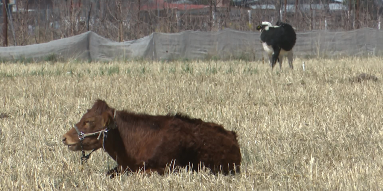 Apoyan a agricultores con semillas en Ramos Arizpe