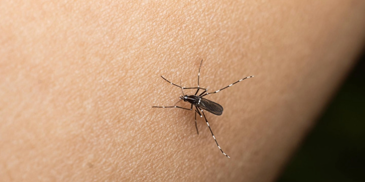 Dengue no da tregua en el estado; suman 400 casos