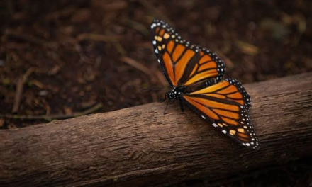 Inicia llegada de la mariposa Monarca al municipio de Acuña