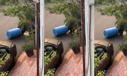Oso ‘sale a pasear’  y busca comida en la zona sur de Monterrey