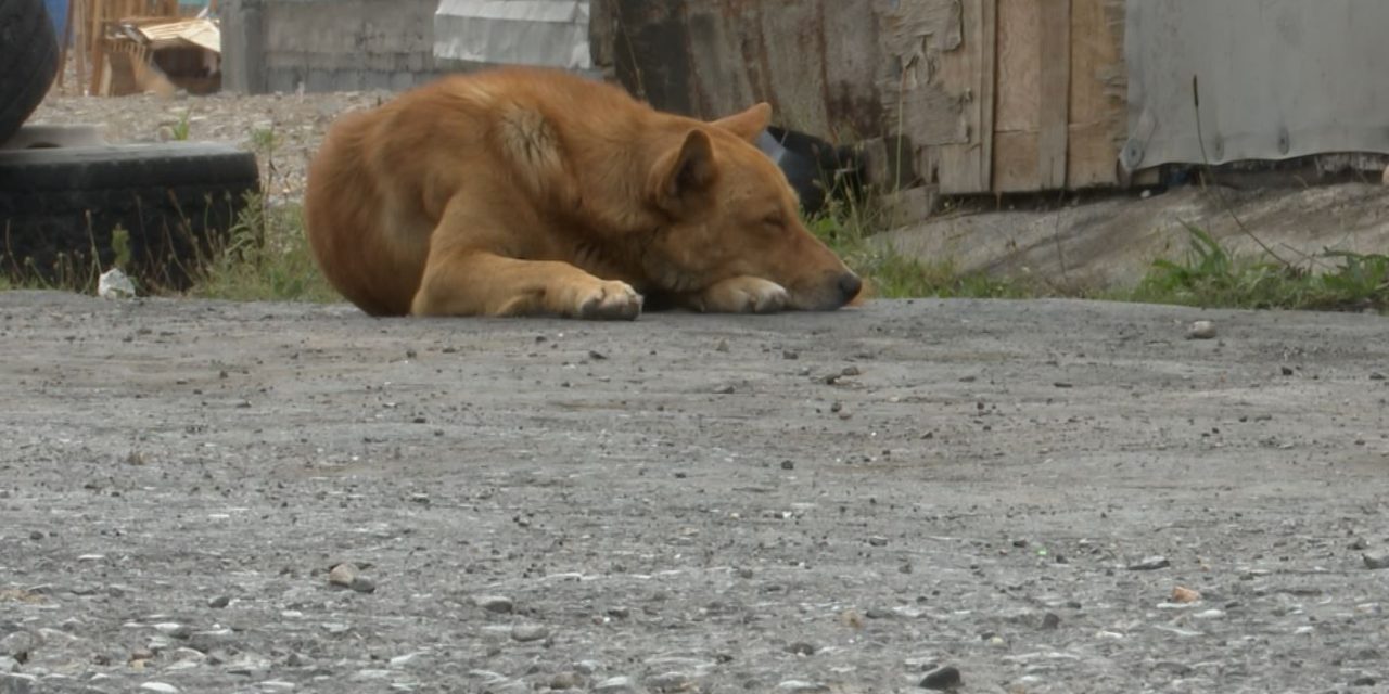 Celebran prohibición del maltrato animal