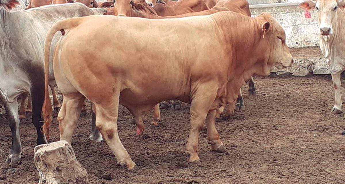 Suspende EU importación de ganado mexicano por alerta sanitaria
