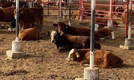 Crisis ganadera en Chihuahua: Estados Unidos suspende importación por brote de gusano barrenador