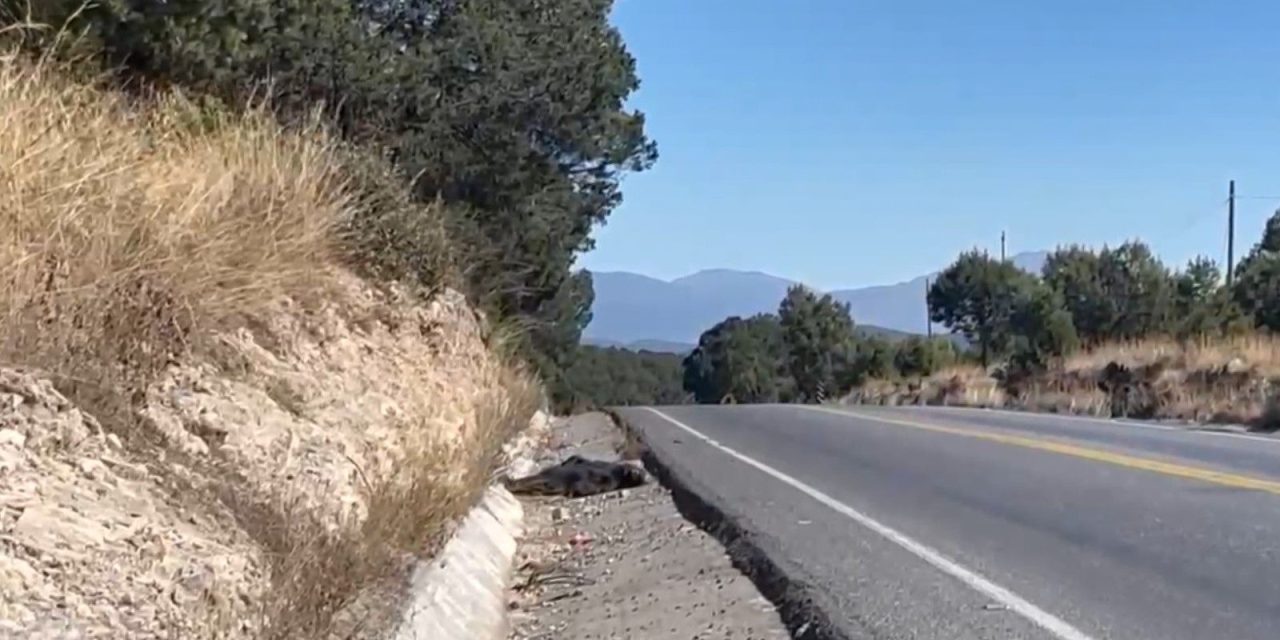 Ocurrió el atropellamiento de un oso en la carretera 57