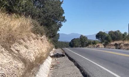 Ocurrió el atropellamiento de un oso en la carretera 57