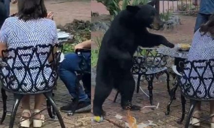 ¡A lo que yo vine, fue a esto! Oso golpea a mujer en restaurante de Chipinque
