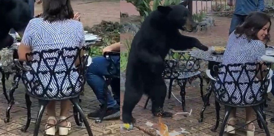 ¡A lo que yo vine, fue a esto! Oso golpea a mujer en restaurante de Chipinque