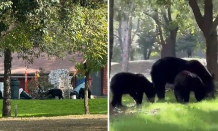 Familia de osos ‘sale a pasear’ a calles de San Pedro